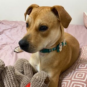 Meet your Posher, Samantha